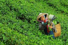 大田作物四情監(jiān)測(cè)系統(tǒng)，讓茶園種植搭上“科技快車”